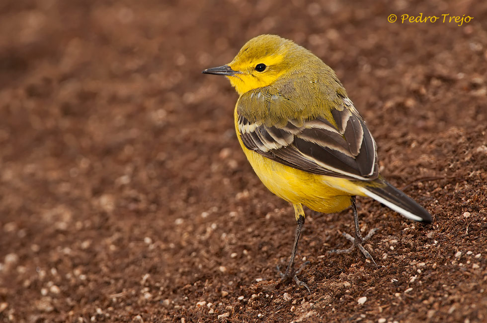 Lavandera Boyera (Motacilla Flavissima)